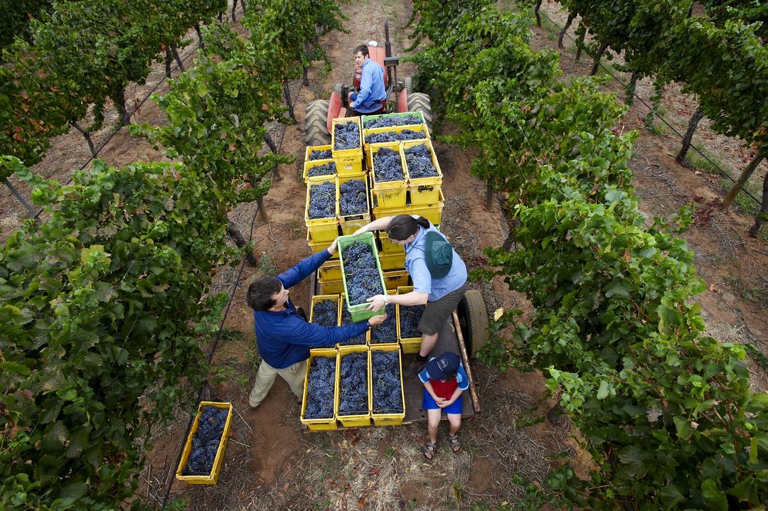 Handpicking grapes