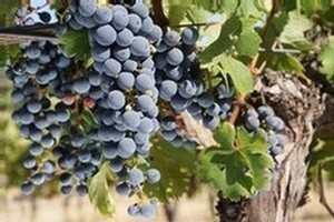 Red Wine Grapes