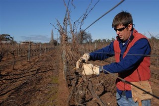 How to prune a vine at Upper Reach