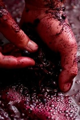 Handmade Shiraz Wines