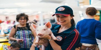 Cuddle a pig