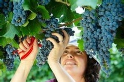 Handpicking Grapes at Upper Reach Swan VAlley