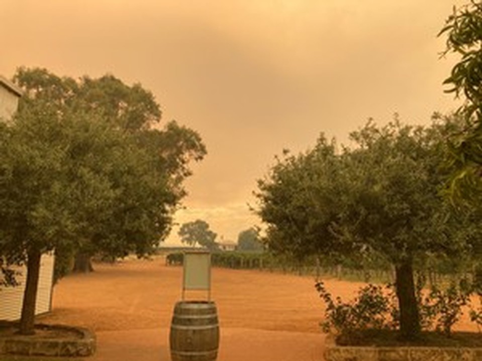 Fire in the vineyard