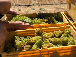 Hand picking Verdelho grapes