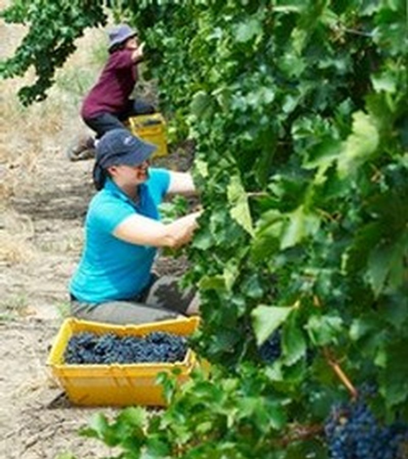 Hand picking the grapes