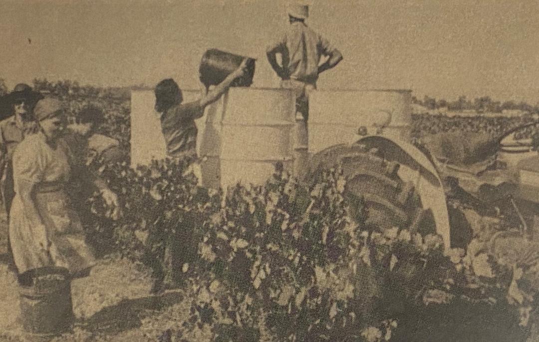 Migrants from Dalmatia making wine