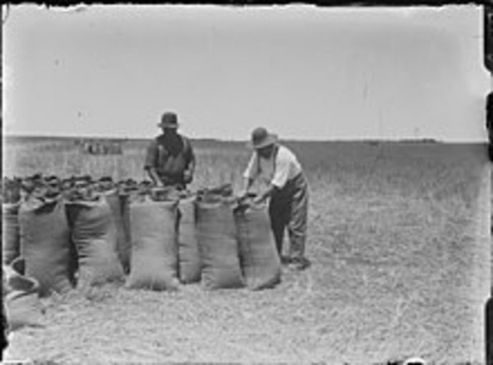 Packing wheat bags in Wubin