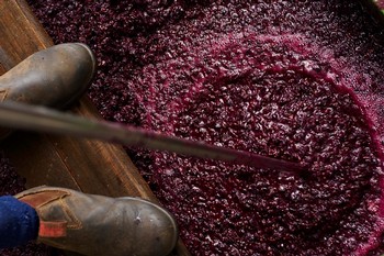 Winery Tour 15 Oct: 12:30pm