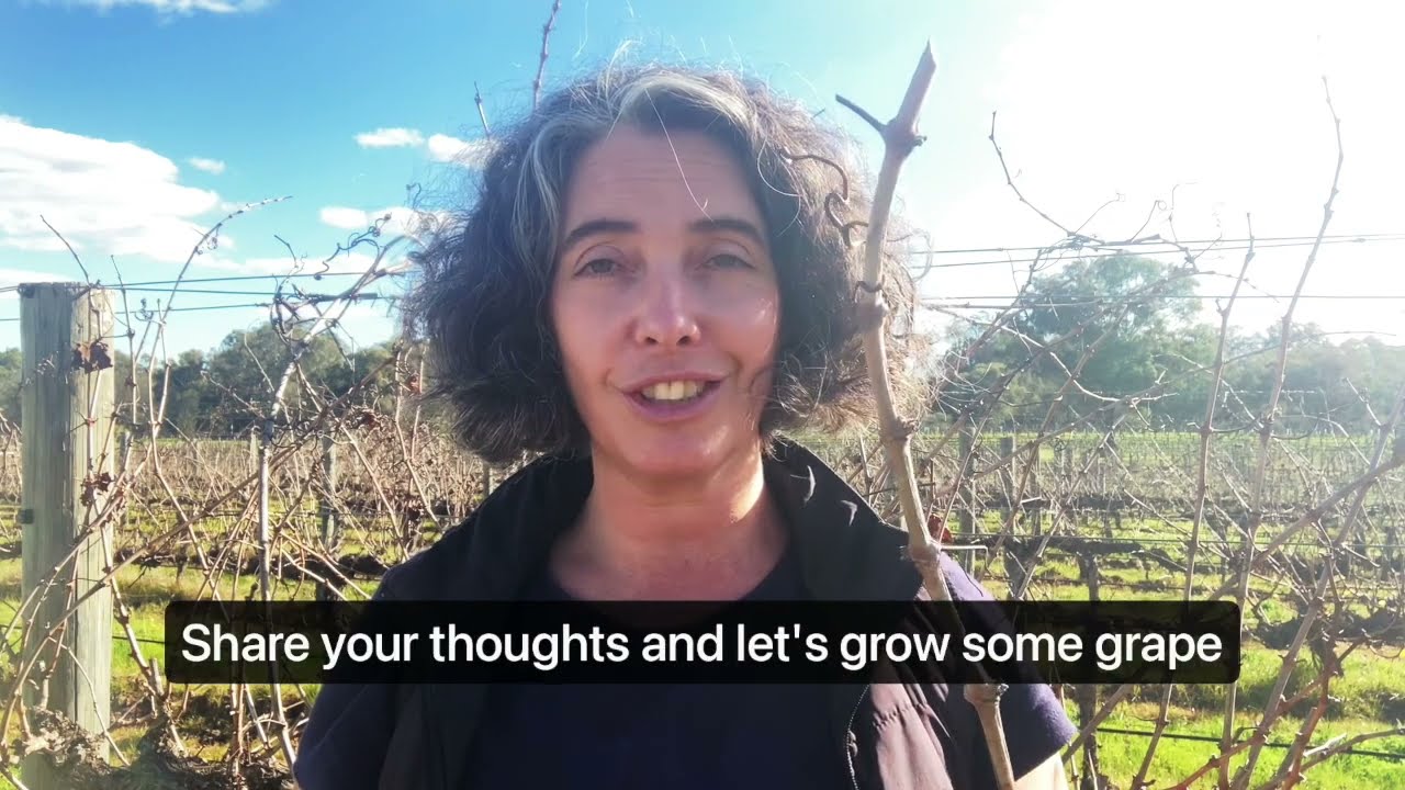 How to grow a vine from scratch -take your own vine cuttings