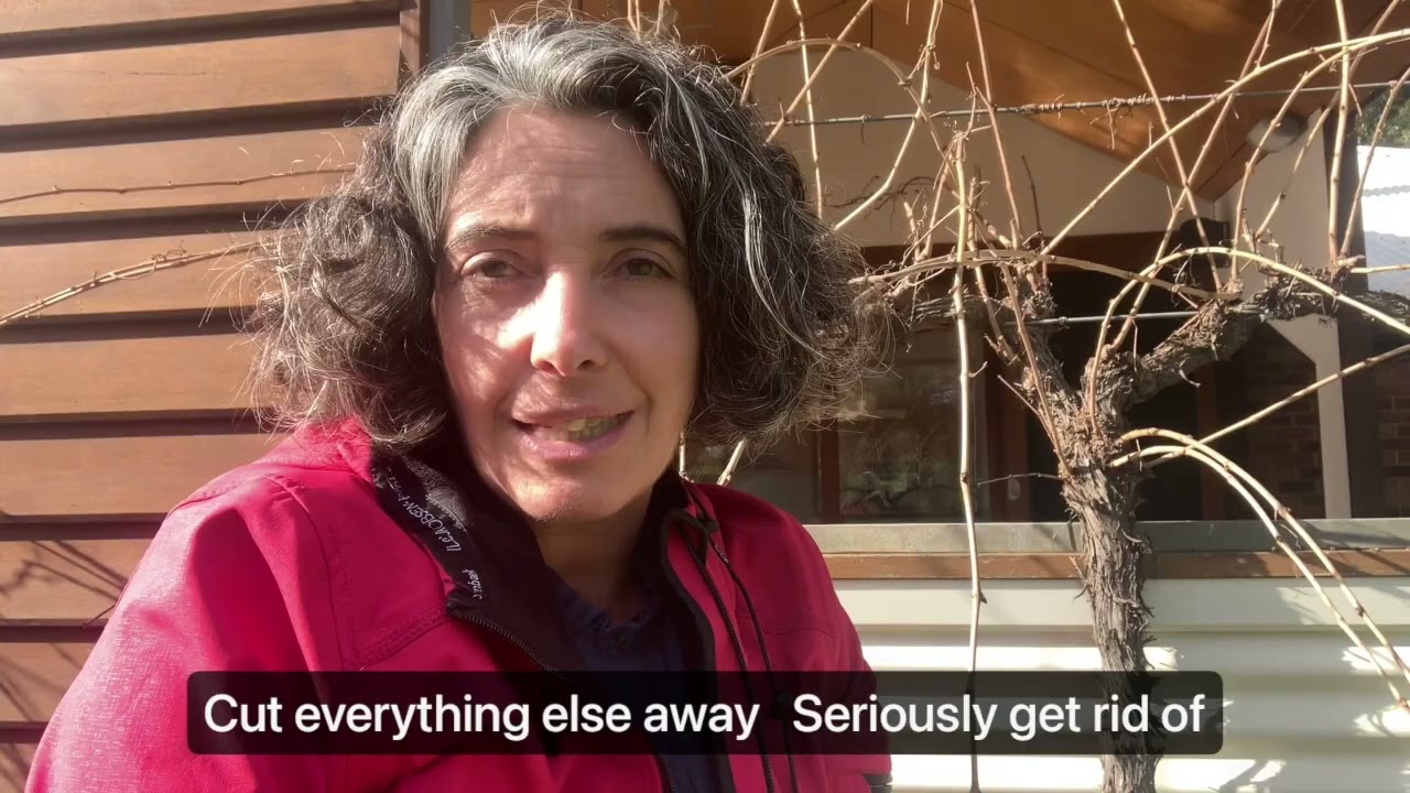 How to prune a grapevine : 3 easy steps