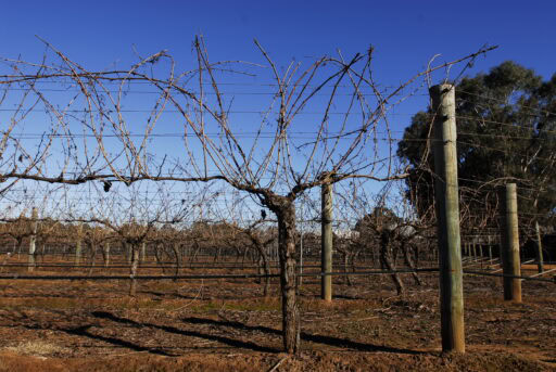 Pruning your grape vine can be confusing. Learn the 6 easy steps here