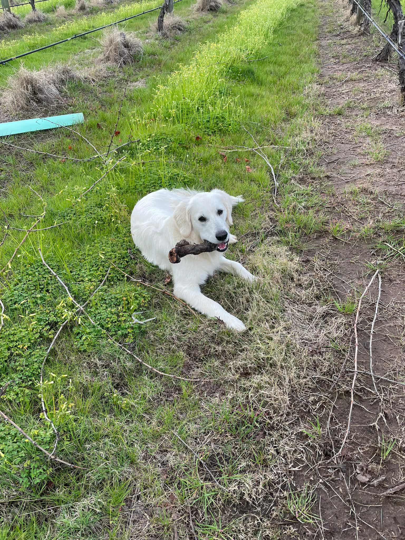 Poppy at Upper Reach WInery. Not a Dog Friendly Winery