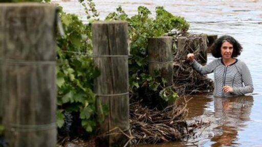 Winter flooding in the Swan Valley Winery