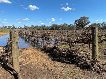 Does flooding damage a vineyard?