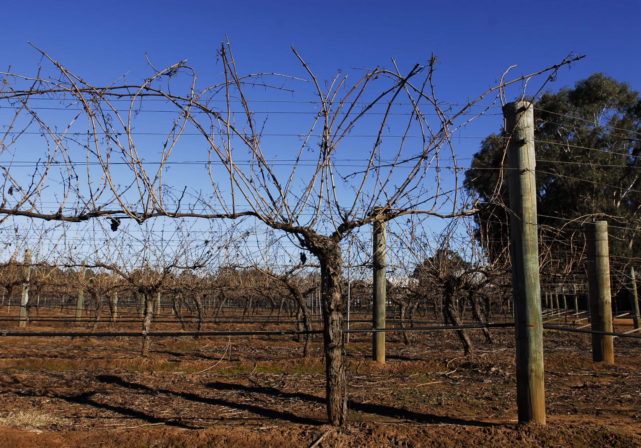 Pruning your grape vine can be confusing. Learn the 6 easy steps here