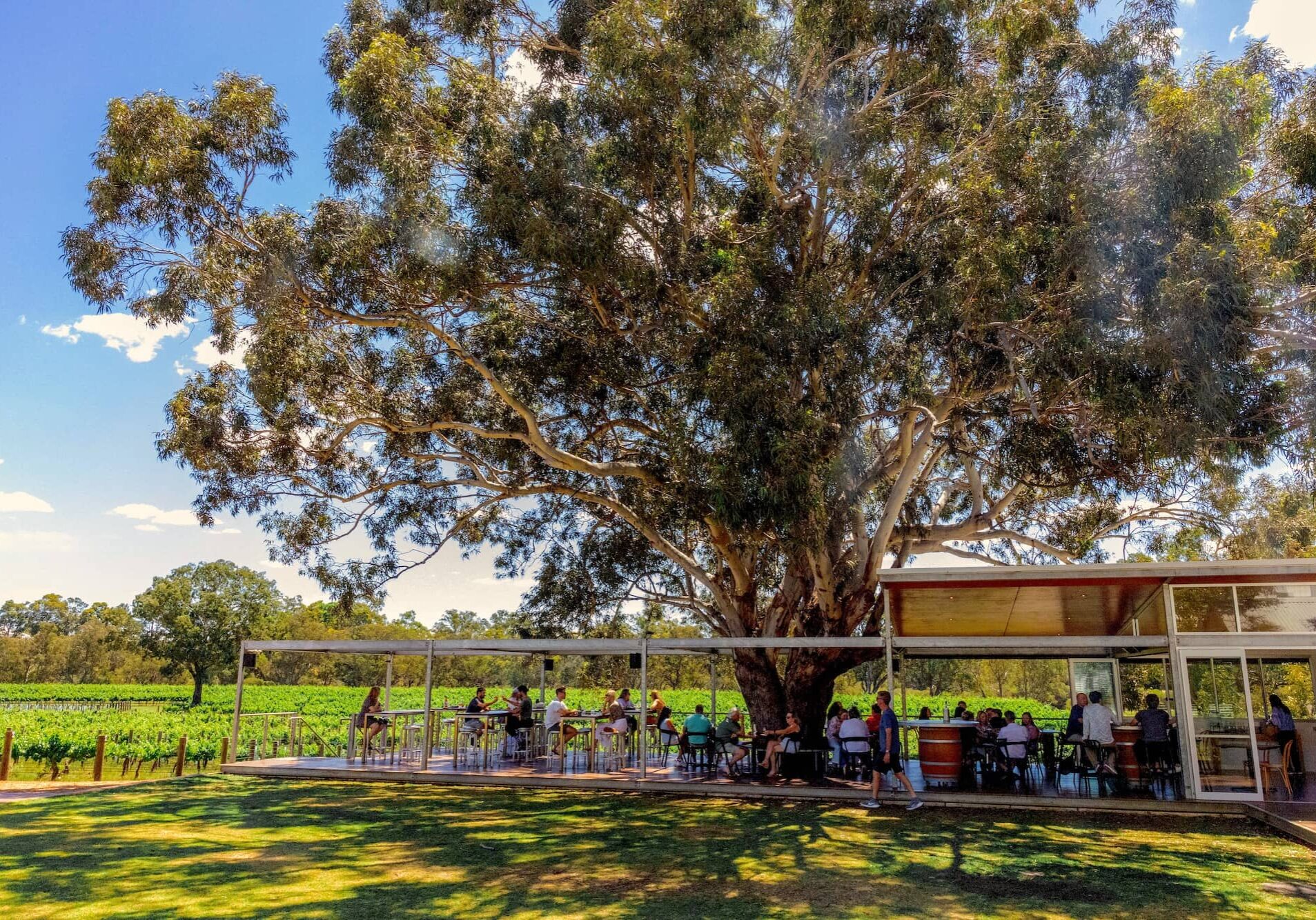 Tree big with Pizza bar LS